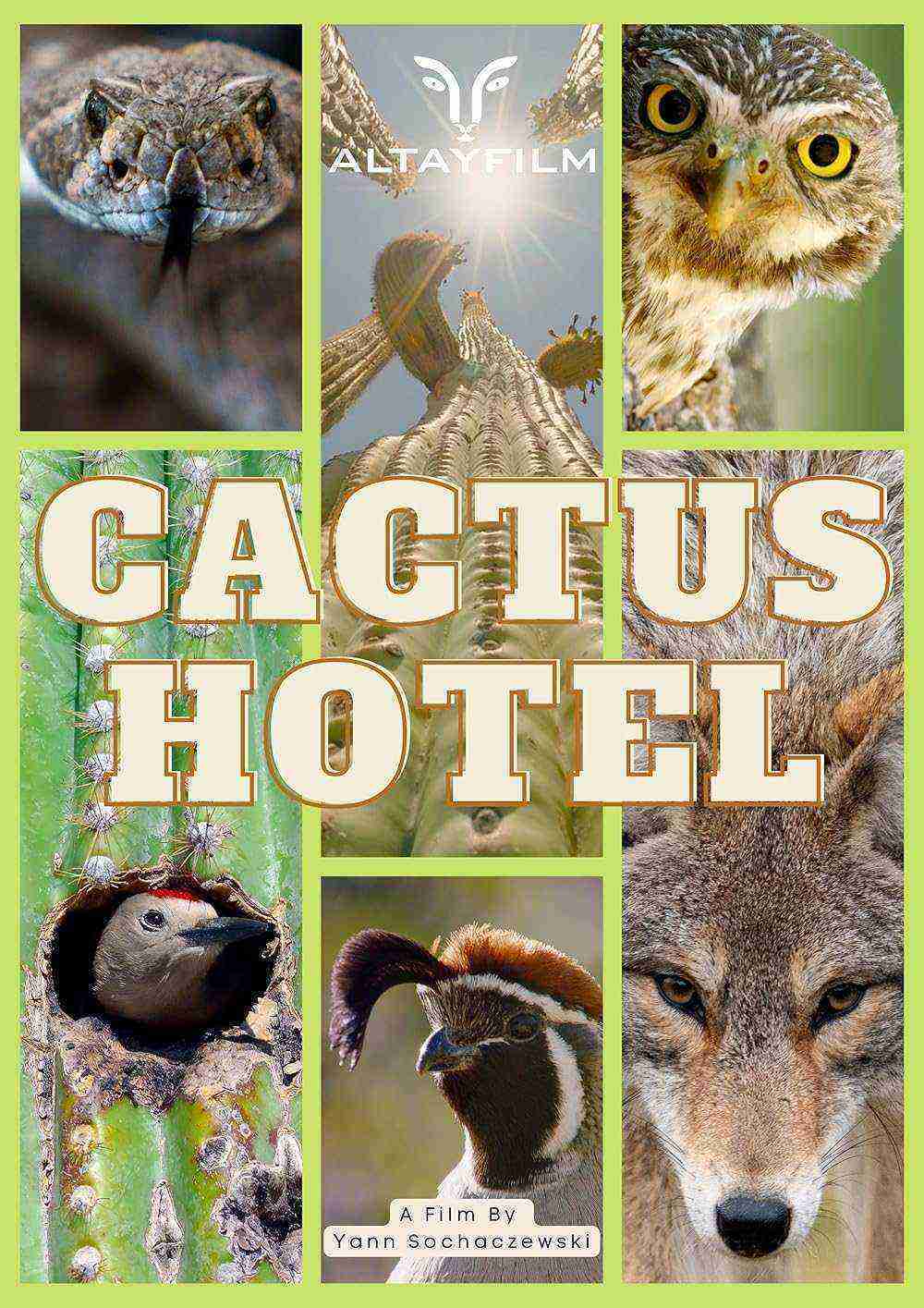 Cactus Hotel (2023)