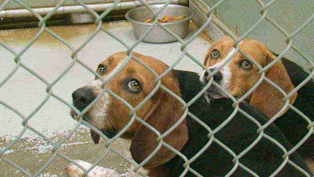 One Nation Under Dog (2012)