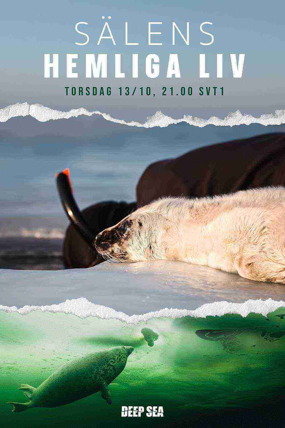 The Secret Life of Seals (2022)
