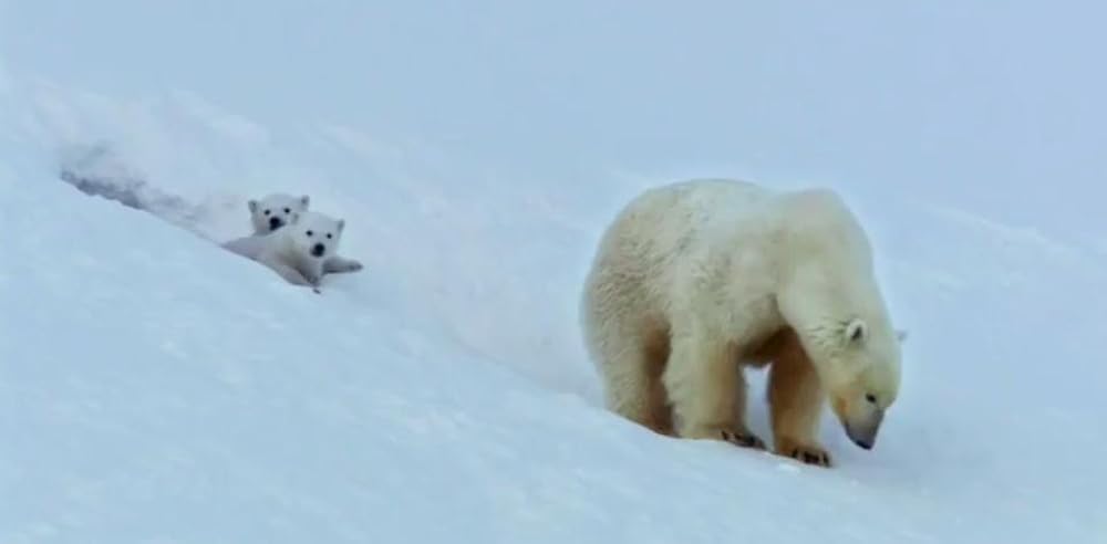 Snow Bears (2017)