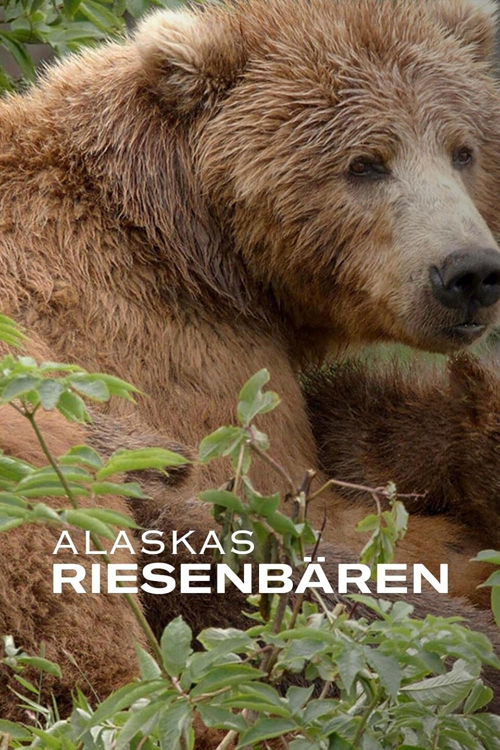 Alaskas Riesenbären (2023)