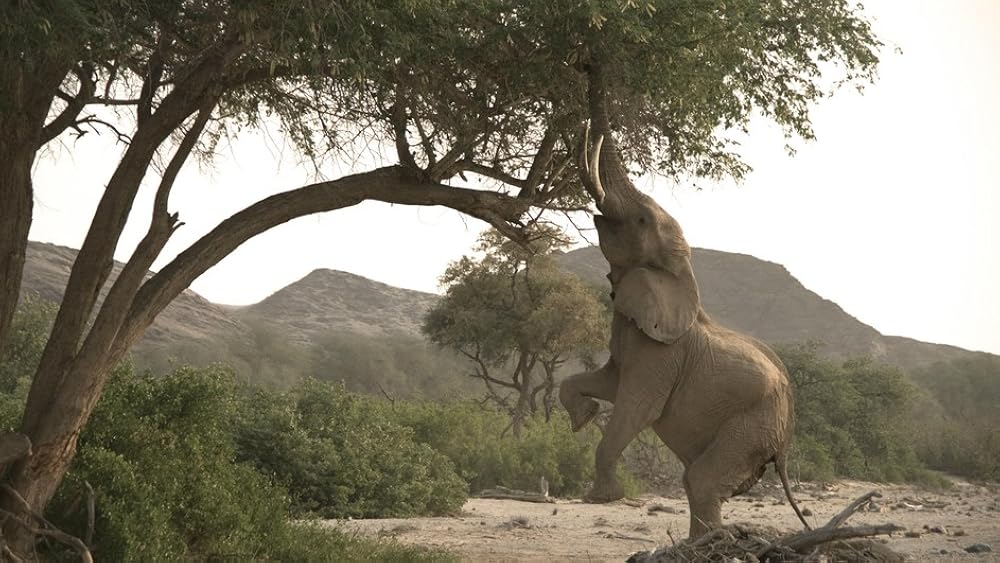 Wild Namibia (2014)