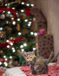 A Kitten Christmas (2019)