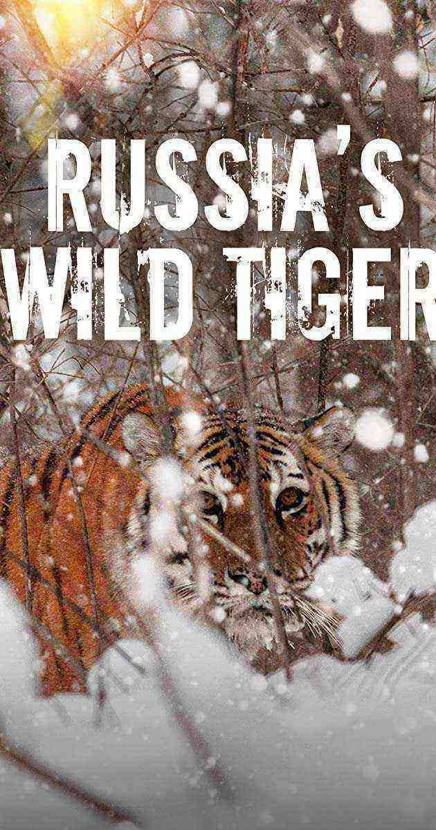 Big Cat Week - Russia's Wild Tiger