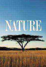 Nature American Horses
